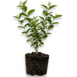 3 Mixed Jasmine Plants, 4-8 Inch Tall