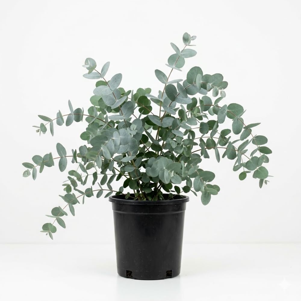 Silver Eucalyptus Live Plant, 4-6 Inch Tall, 4 Inch Pot