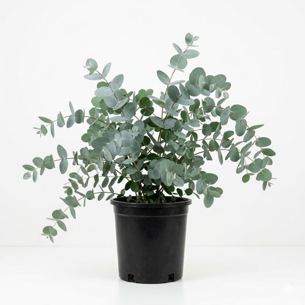 Silver Eucalyptus Live Plant, 4-6 Inch Tall, 4 Inch Pot