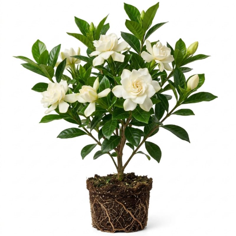 Frostproof Jasmine Live Plant - 4-7" Tall