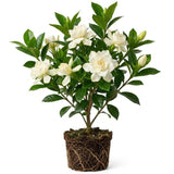 Frostproof Jasmine Live Plant - 4-7" Tall