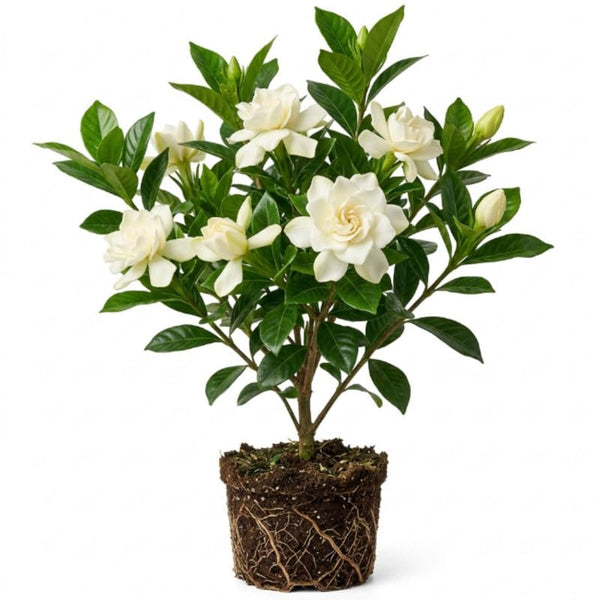 Frostproof Jasmine Live Plant - 4-7" Tall