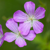 20 Geranium Bare Roots for Planting, Hardy Garden Plant