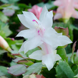 White Christmas Live Holiday Cactus Plant, Tropical Houseplant
