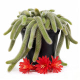 Trailing Monkey Tail Cactus Live Plant, Succulent Plant, 4 Inch Pot