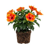Hibiscus Plant Live, Vibrant Bloom Plant, 7-9 Inch Tall