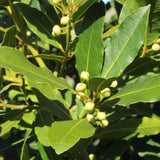 Bay Leaf Tree Live Plant 4 Inch