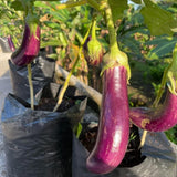 Live Eggplant Plant, Long Purple Eggplant Seedling in 4" Pot