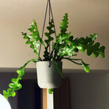 Pink Fishbone Cactus Plant Live, Houseplant, 5-7 Inch Tall, 2 Inch Pot