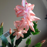 Salmon Christmas Cactus Live Plant, 4-6 Inch Tall