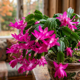 Holiday Cactus Live Plant, Potted Houseplant, 4-7 Inch Tall, 4 Inch Pot