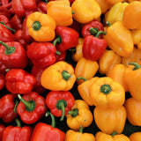 Bell Pepper Plants Live, Live Seedling, 4-6 Inch Tall, 4 Inch Pot