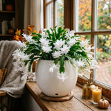 White Holiday Cactus Live Plant, Live Houseplant, 4-7 Inch Tall, 4 Inch Pot