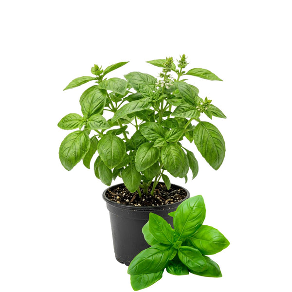 Sweet Basil Plant Live, Fragrant Leaf Herb, 4-6 Inch Tall, 4 Inch Pot
