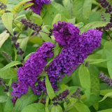 Live Black Purple Butterfly Bush Plant, 4-8 Inch Tall