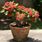 Red Crown of Thorns Live Plant, 4-7 Inch Tall, 4 Inch Pot