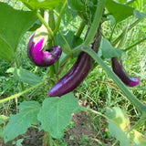 Eggplant Plant Live in 4 Inch Pot