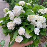 Grand Duke of Tuscany Jasmine Live Plant, 4-7" Tall