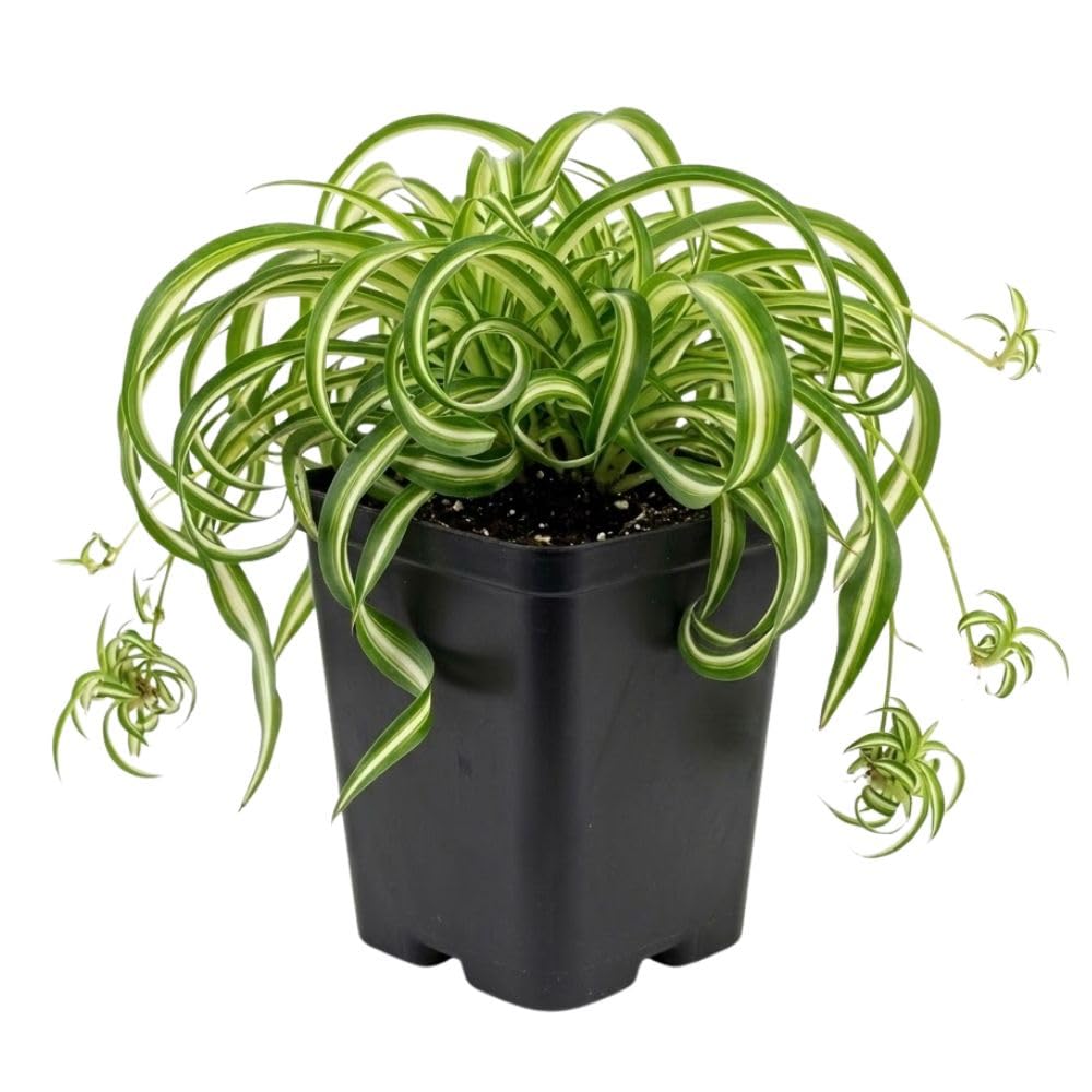 Live Variegated Curly Spider Plant