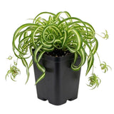 Live Variegated Curly Spider Plant