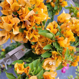 2 Gold Live Bougainvillea Plants, Patio Container Plant, 5-7 Inch Tall