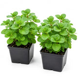 2 Orange Mint Herb Live Plants, Mint Herb Plant, 3-7 Inch Tall