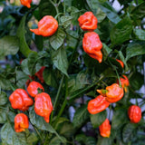 Red Jolokia Ghost Peppers Live Plant, 4 Inch Pot, 4-6" Tall