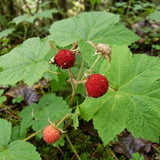Red Live Thimbleberry Plant, Berry Fruit Plant, 3-5 Inch Tall, 5 Inch Pot