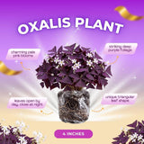 Set 2 Deep Purple Oxalis Triangularis Live Plant, 4–8 Inch Tall