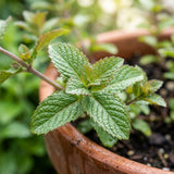 2 Mint Live Live Plants, Mint Herb Plant, 3-7 Inch Tall