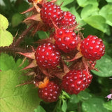 Live Thimbleberry Plant, Well-Rooted Berry Plant, 3-5 Inch Tall, 5 Inch Pot
