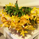 Yellow True Christmas Cactus Live Plant, Holiday Cactus, 4-6 Inch Tall