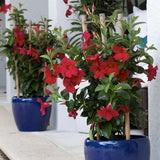 2 Vibrant Red Live Mandevilla Plants, Live Starter Plant, 4-8 Inch Tall