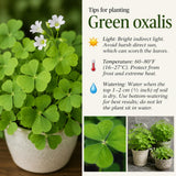Green Shamrock Oxalis Live Plant, Rare Indoor Houseplant, 5-7 Inch Tall