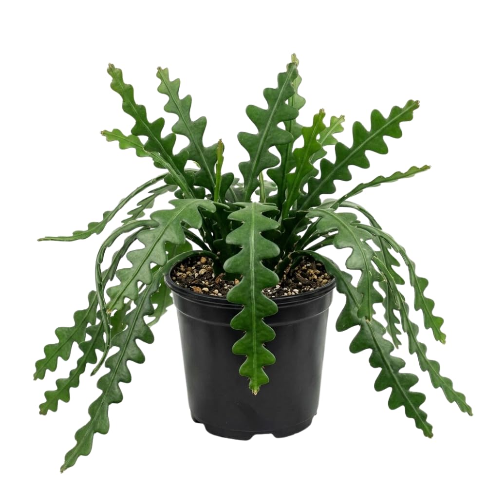 Fishbone Cactus Plant Live, Indoor Cactus Plant, 2 Inch Pot