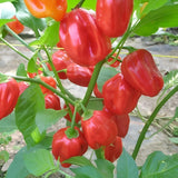 Red Habanero Pepper Plant Live 3-6 Inch Tall, 2 Plant Per Pot