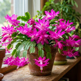 Holiday Cactus Live Plant, Potted Houseplant, 4-7 Inch Tall, 4 Inch Pot