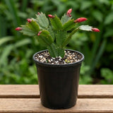Red Thanksgiving Cactus Plant Live, Houseplant, 4-7 Inch Tall, 4 Inch Pot
