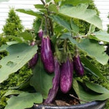 Live Eggplant Plant, Long Purple Eggplant Seedling in 4" Pot