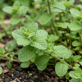 2 Apple Mint Live Plants, Mint Herb Plant, 3-7 Inch Tall