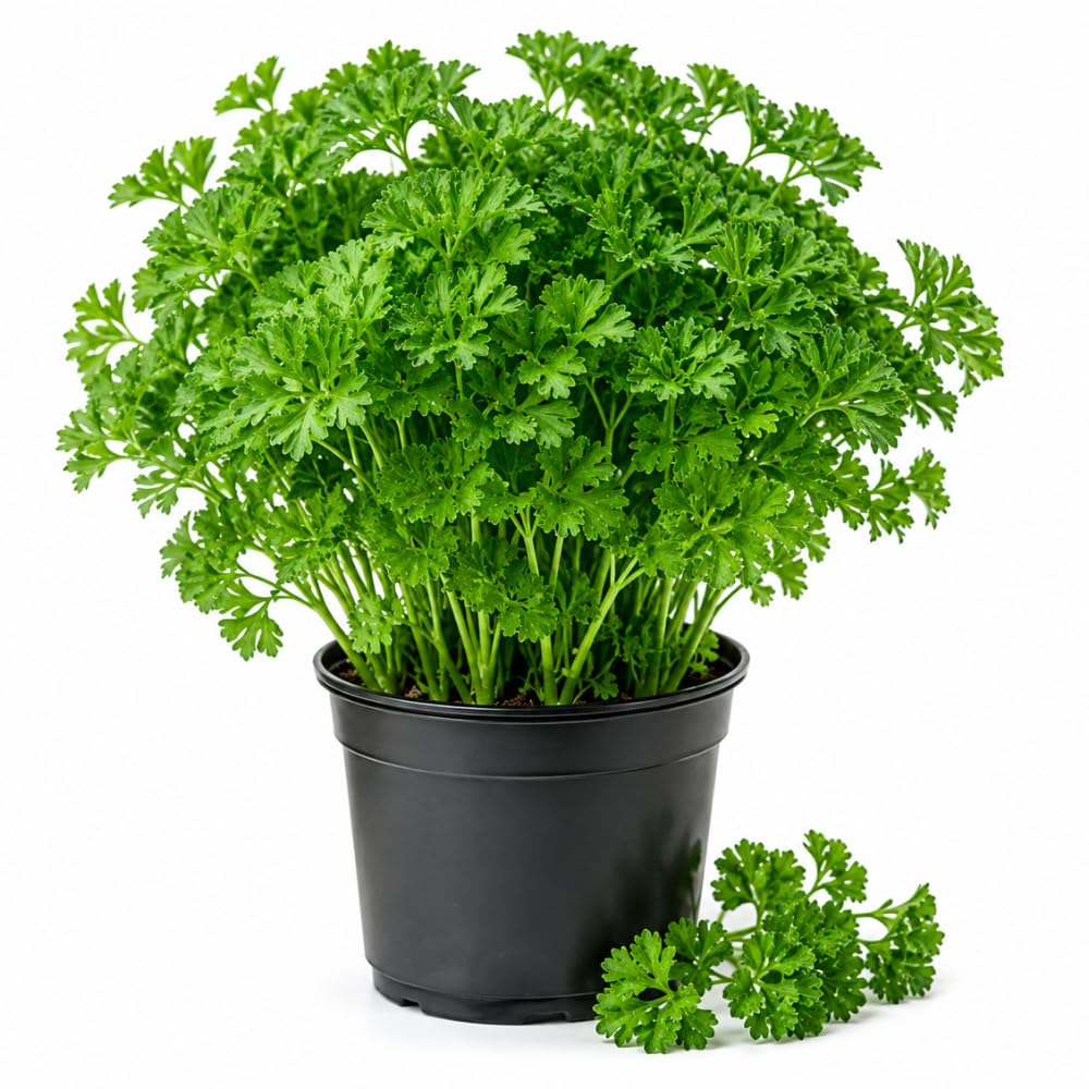 Parsley Plants Live, Culinary Herb Garden Plant, 4-7 Inch Tall