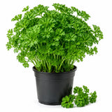 Parsley Plants Live, Culinary Herb Garden Plant, 4-7 Inch Tall