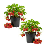 2 Red Strawberry Live Plants, Berry Fruit Plant, 3-5 Inch Tall, 3 Inch Pot