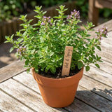 Oregano Live Plant, Garden Herb Plant, 4-7 Inch Tall