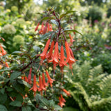 Orange Red Fuchsia Live Plant, Fushsia Flowers, 4-8 Inch Tall, 5 Inch Pot