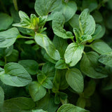 Sweet Basil Live Herb Plant 3-5 Inch Tall, 4 Inch Pot