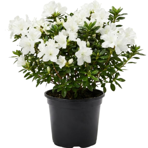 White Azalea Plant Live in Pot - 6-10 Inch Tall Azalea Shrub