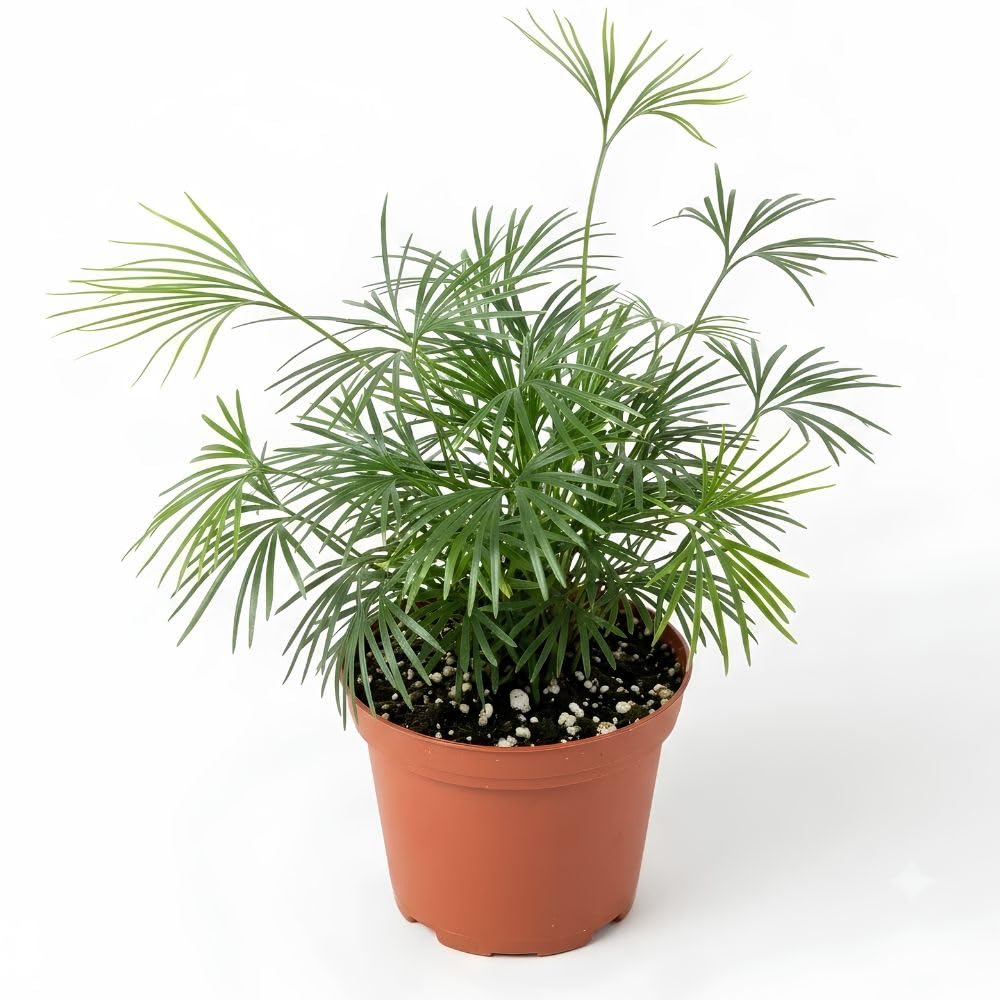 Eyelash Fern Live Plant in 2 Inch Pot, Fern Plant 4-7" Tall