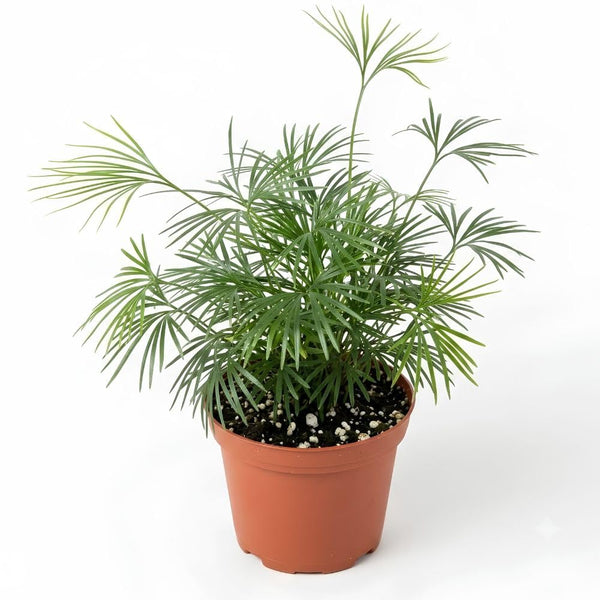 Eyelash Fern Live Plant in 2 Inch Pot, Fern Plant 4-7" Tall