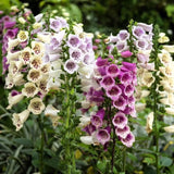 Mix Foxglove Flower Live Plant, 3-6 Inch Tall, 3 Inch Pot